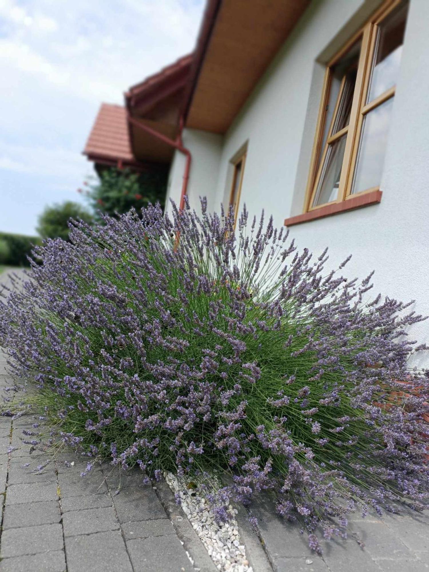 Noclegi "Koniadow" โซลินา ภายนอก รูปภาพ